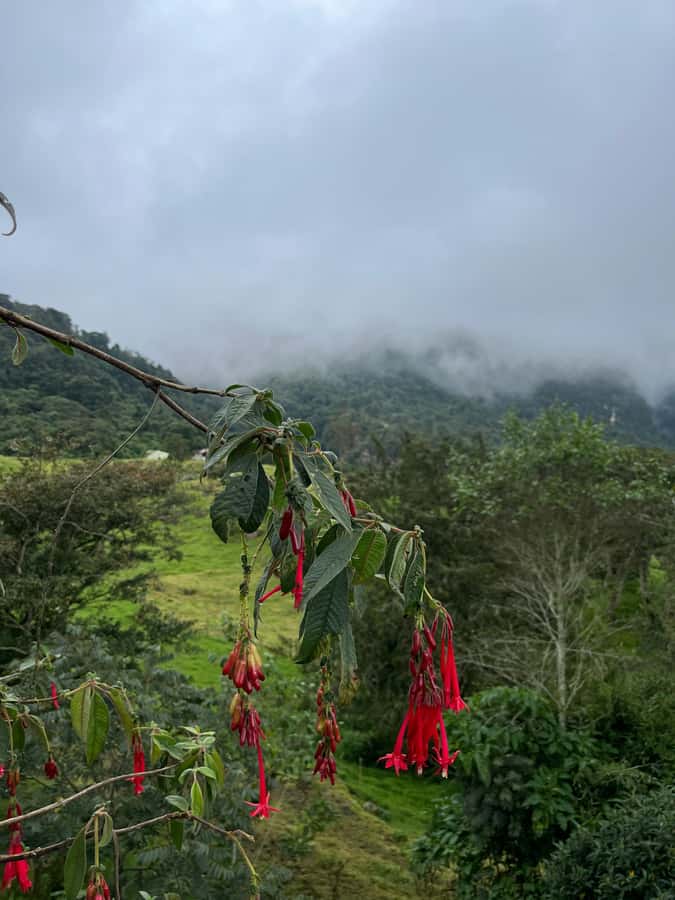 FROM BOGOTA: Tour to La Chorrera, Colombia's highest waterfall. - La Chorrera Waterfall: Seeing the Drop and Handling the Photo Time