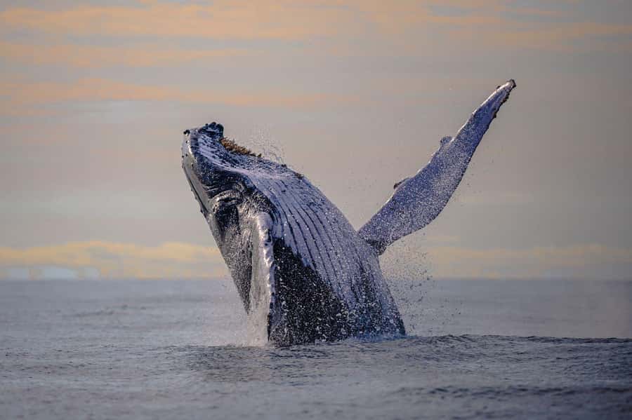 From Cali: Whale Watching Day Trip in Buenaventura - Buenaventura port and the speedboat ride to Juanchaco