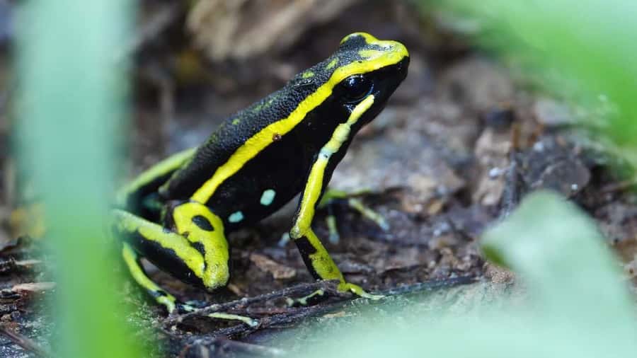From Leticia: Wild Amazonas Adventure 4-Day Tour - Tabatinga Malokas and rainforest hiking: why this day matters