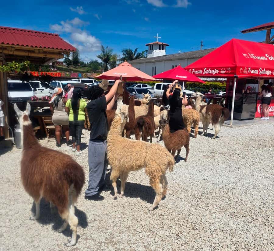 From Medellin: Guatapé & Peñol Rock with Boat & farm animals - From Medellín pickup to a full, one-day Guatapé loop