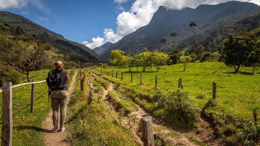 From Salento: Cocora Valley Hiking Tour with Lunch - From Salento to Cocora, with a classic Willys Jeep transfer