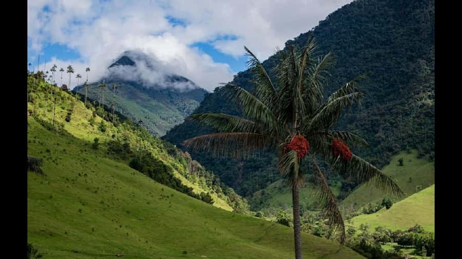 From Salento: Cocora Valley Hiking Tour with Lunch - Language, organization, and how to protect your day