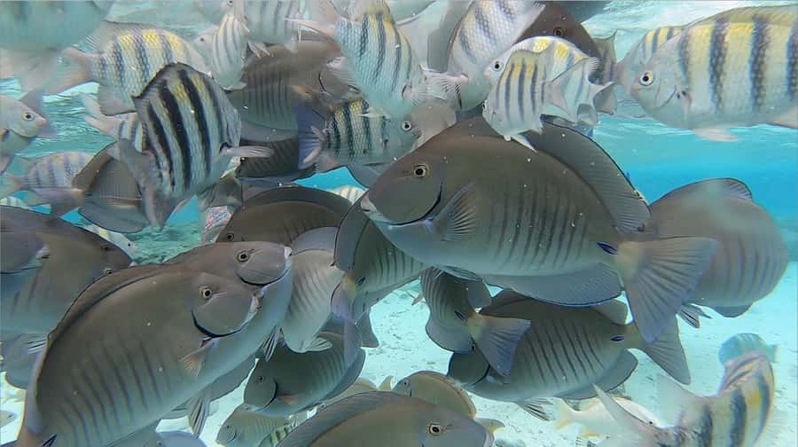 From San Andres: Cayo Acuario Tour - Key things to know before you go