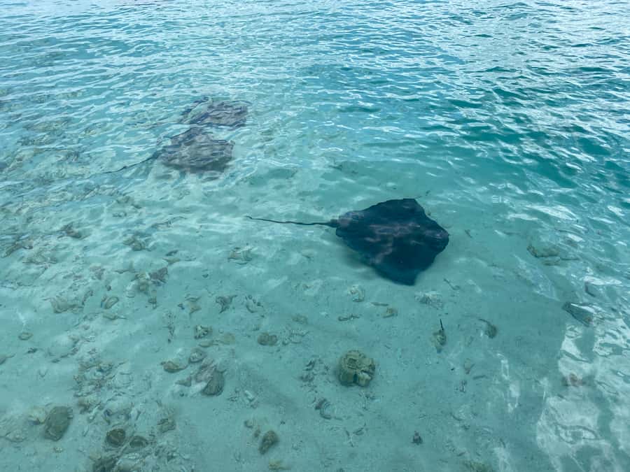 From San Andres: Cayo Acuario Tour - Should you book Cayo Acuario with Martinez Renta Autos?