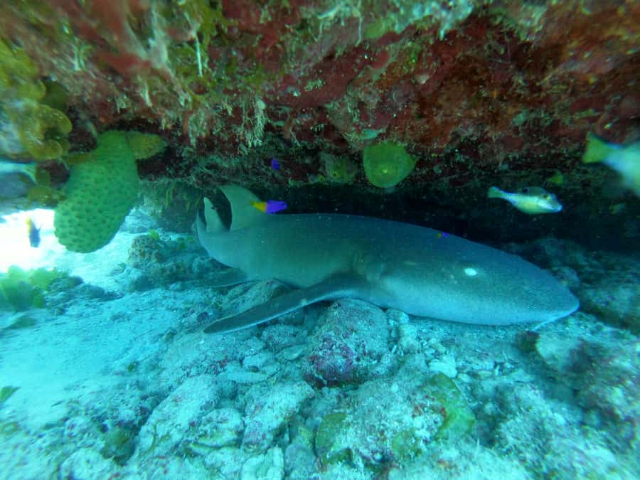 From San Andres: Cayo Acuario Tour - Who should book this Cayo Acuario trip, and who should skip it