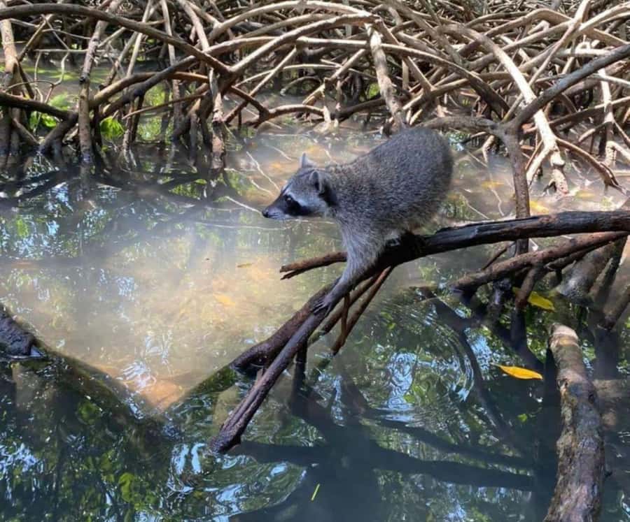 Full Day Barú island: Mangrove +Snorkel + Sunset + Plankton - Key things to know before you go