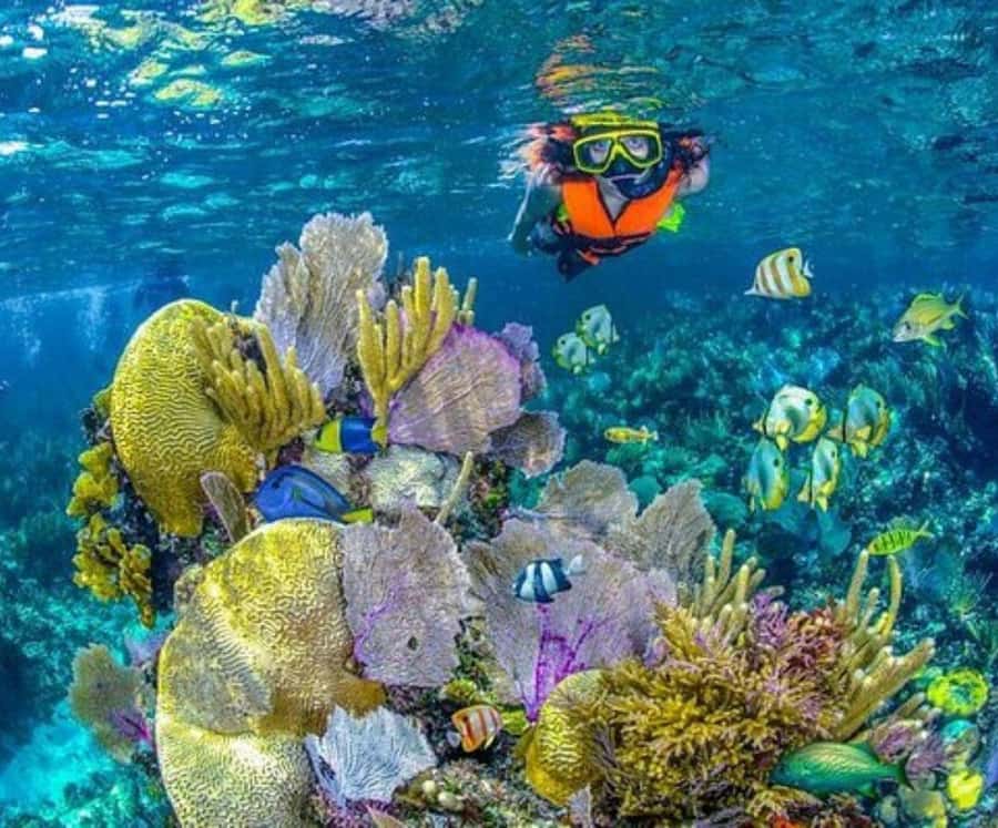 Full Day Barú island: Mangrove +Snorkel + Sunset + Plankton - Who should book Barú with plankton, raccoons, and snorkeling?