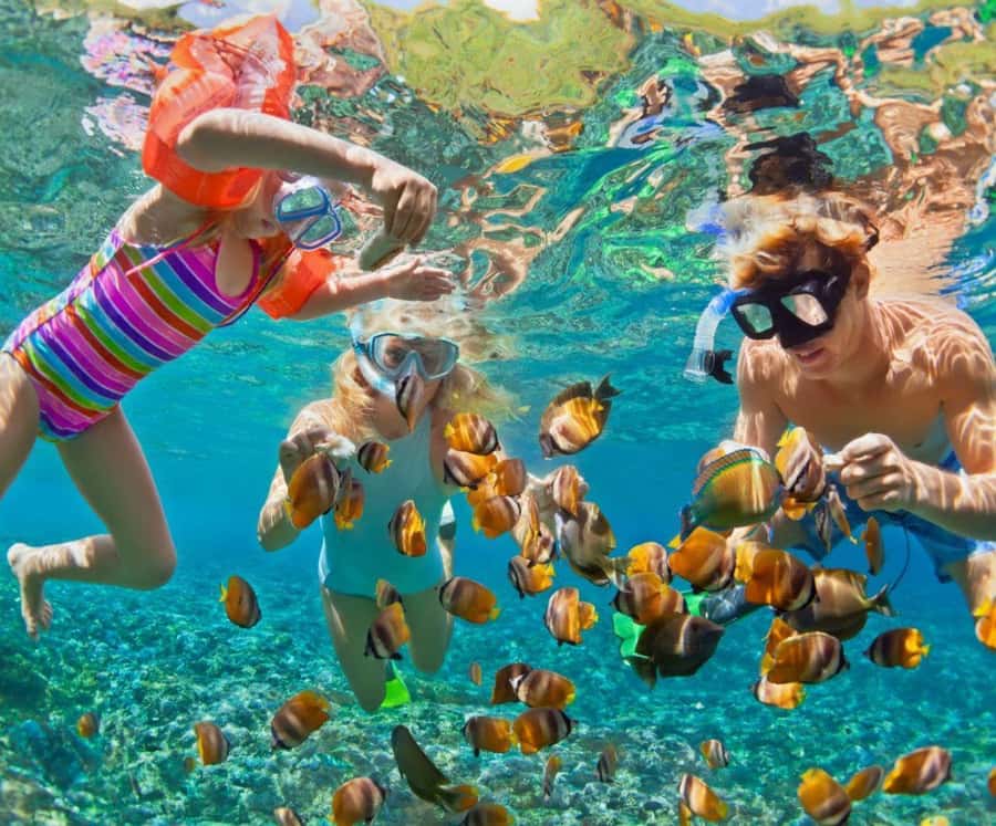 Full Day Barú island: Mangrove +Snorkel + Sunset + Plankton - Mangroves and raccoons: where nature turns friendly