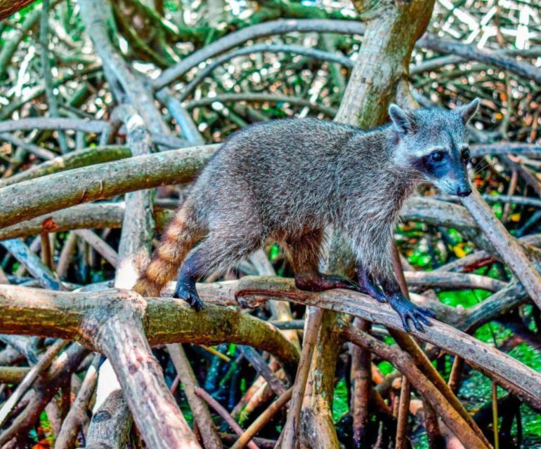 Full Day Barú island: Mangrove +Snorkel + Sunset + Plankton - Snorkeling in the Rosario waters: turquoise time with a reality check