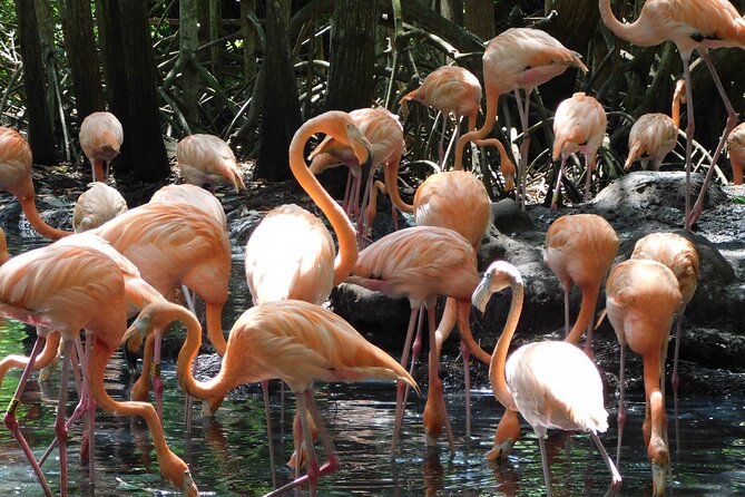 Full Day for Bird Watching with Visit to Isla Baru - Key Highlights at a Glance