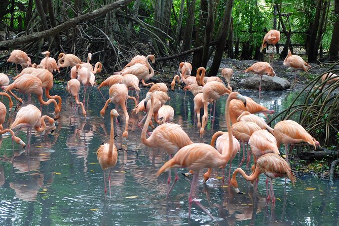 Full Day for Bird Watching with Visit to Isla Baru - Isla Barú and Playa Blanca: beach time with chairs included