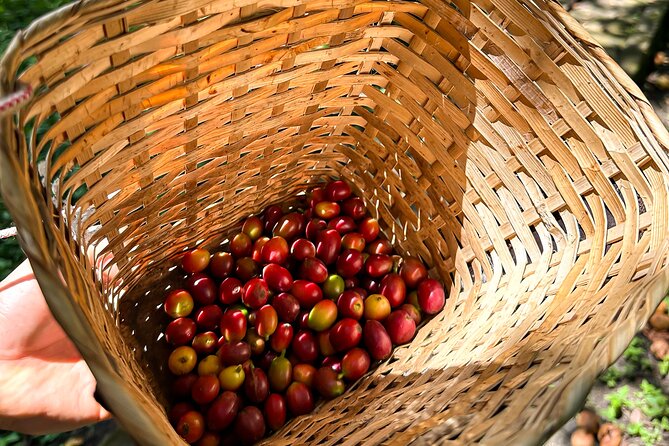 Full Day learning about the Process of the Best Coffee in the World - Key things to know before you go