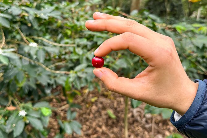 Full Day learning about the Process of the Best Coffee in the World - A Full 10-Hour Coffee Lesson from Bogotá