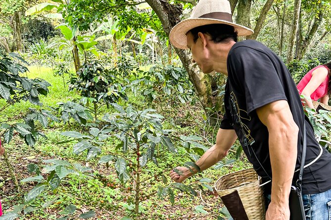 Full Day learning about the Process of the Best Coffee in the World - Fusagasugá Lunch Break and Mountain Scenery Timing