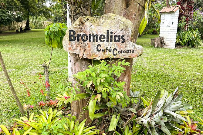 Full Day learning about the Process of the Best Coffee in the World - Practical Tips for a Smooth 10-Hour Day
