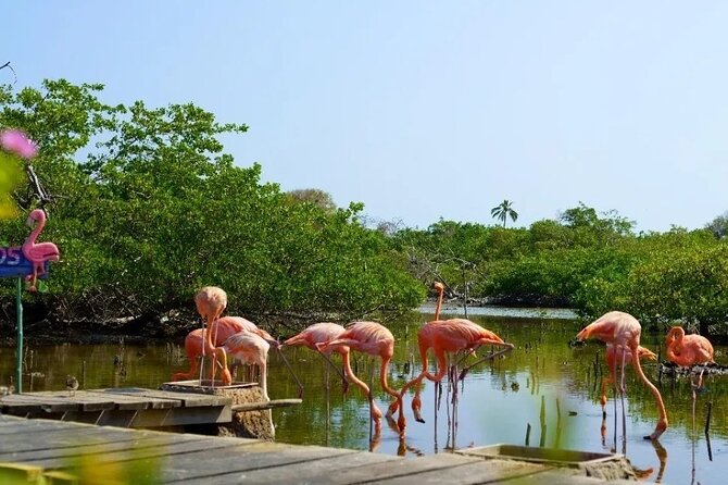 Full Day Private Beach Club Palma Island and Full Food - Optional Biopark walk: mangroves, turtles, and extra value