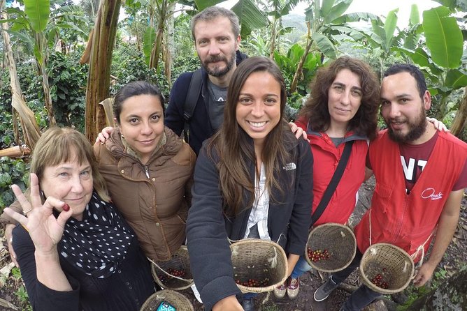 Full-Day Private Coffee Tour in Cocora Valley and Salento - Valle de Cocora Walk: Wax Palms, Birds, and Real Nature Time
