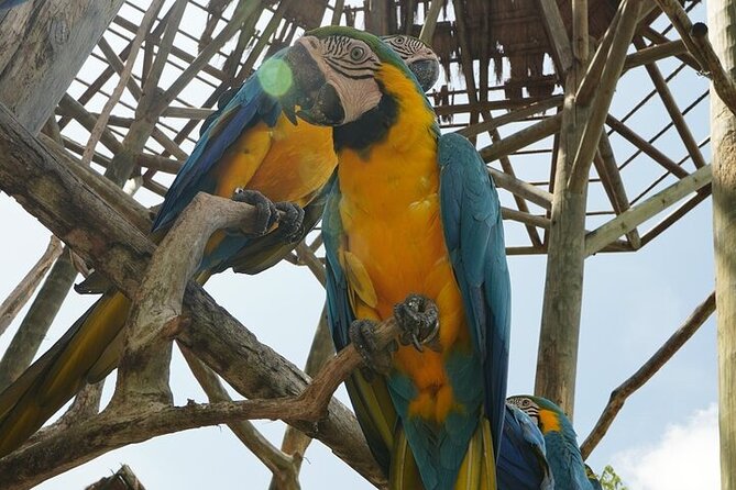 Full-Day Tour Baru - National Aviary and Playa Blanca + Bioluminescent Plankton - Crossing the Barú bridge and reaching the Peninsula vibe