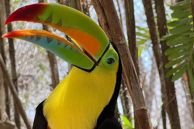 Full-Day Tour Baru - National Aviary and Playa Blanca + Bioluminescent Plankton - Club Mambo Beach time: loungers, lunch voucher, and shade checks