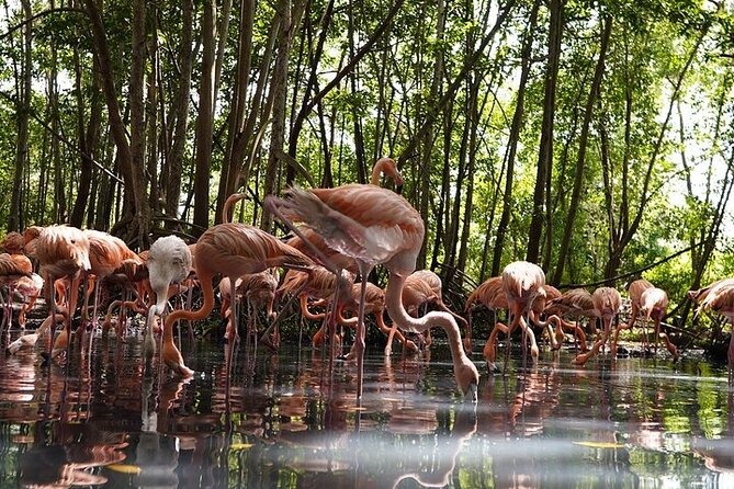 Full-Day Tour Baru - National Aviary and Playa Blanca + Bioluminescent Plankton - National Aviary of Colombia at 11:30: birds, ecosystems, 22 exhibits