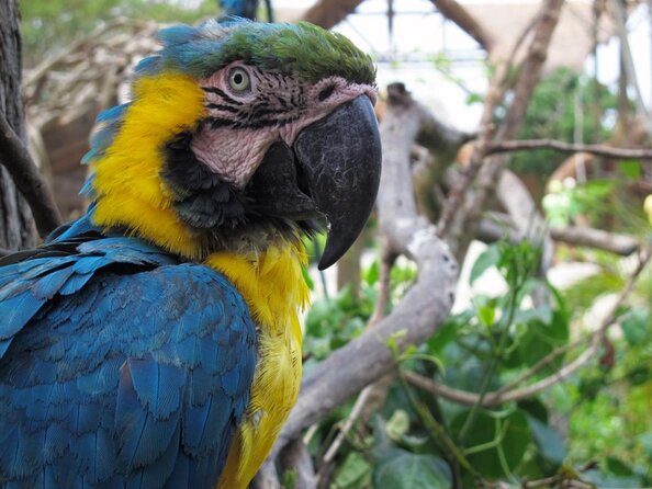 Full-Day Tour Isla Baru - National Aviary of Colombia and Playa Blanca - Key things that make this tour worth your attention