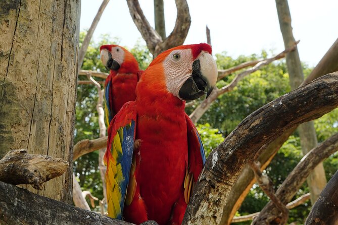 Full-Day Tour Isla Baru - National Aviary of Colombia and Playa Blanca - From Cartagena to Barú, you start with a real commute (not a quick hop)