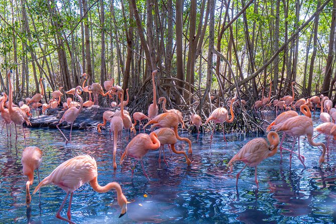 Full Day Tour to the Playa Blanca National Aviary and Plankton - Key things to know before you go
