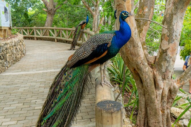 Full Day Tour to the Playa Blanca National Aviary and Plankton - Price and value of a $90 day trip that includes transport, aviary entry, and plankton
