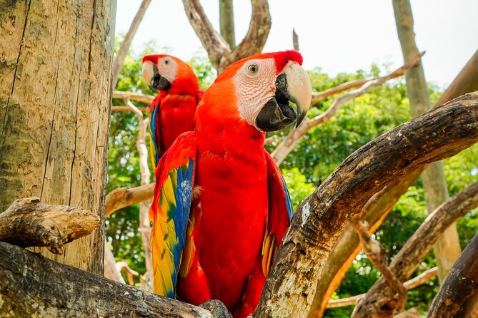 Full Day Tour to the Playa Blanca National Aviary and Plankton - How long is this day really, and how to survive the schedule