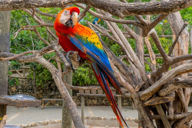 Full Day Tour to the Playa Blanca National Aviary and Plankton - Who should book this tour, and who should pass