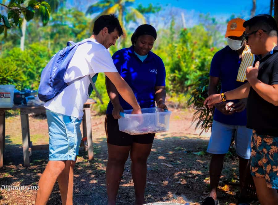 Gastronomic and musical experiences in San Andres Rondontour - The 150-minute flow, from coconut water to your own cauldron