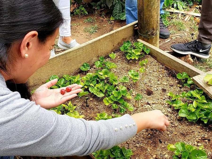 Guatapé & Coffee Farm, all in one day - Getting the most out of the day