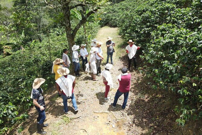 Half-day coffee tour at a coffee farm in Medellin. - On the Farm: Seed to Cup Learning on a Family-Run Place