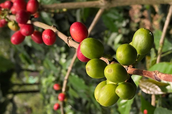 Hands-On Tour to Coffee Plantation from Bogota Option basic - Fusagasuga Town Stop: Lunch Break Plus Colombian Cuisine Facts