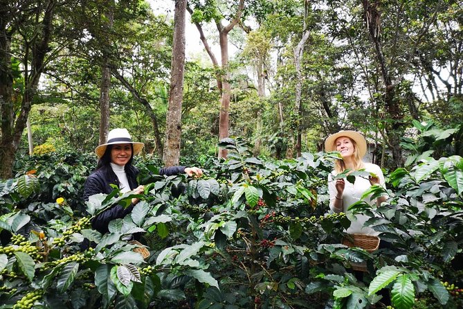 Hands-On Tour to Coffee Plantation from Bogota Option basic - Hands-On Coffee From Bean to Cup at the Plantation