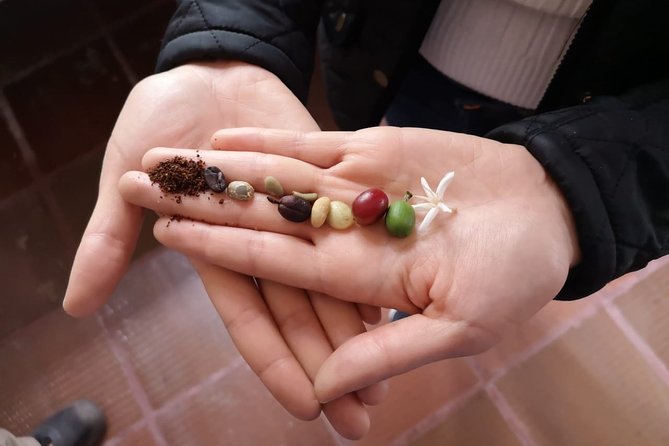 Hands-On Tour to Coffee Plantation from Bogota Option basic - Coffee Tasting and Coffee Liqueur: How to Take Away Real Flavor Knowledge