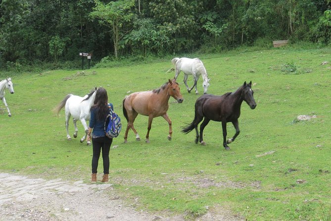 Hiking High Andean Forests - Why Chicaque is a smart day trip from Bogotá