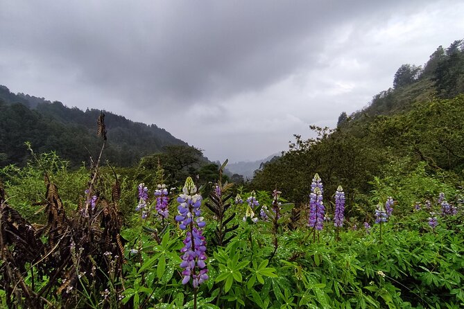 Hiking Mountains and Magical Forests - Roads into the hills, then into the Vereda El Salado trail world