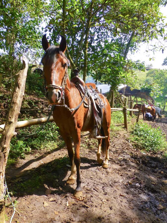 Horseback Riding Tour and visit to Tablón, Chaquira, Pelota - El Purutal and El Tablón: The Monolith Part of the Story