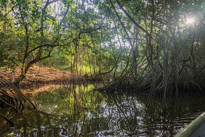 Into the Wild: Canoeing & Birdwatching in La Boquilla’s Untouched - Key things to know before you go