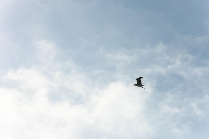 Into the Wild: Canoeing & Birdwatching in La Boquilla’s Untouched - Mangrove Tunnels of Ciénaga de La Virgen