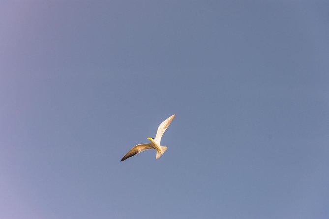 Into the Wild: Canoeing & Birdwatching in La Boquilla’s Untouched - Price and Value for a Private Bird and Canoe Half-Day