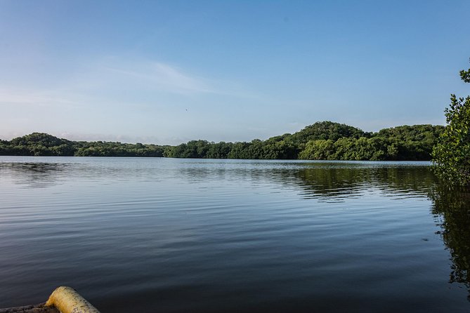 Into the Wild: Canoeing & Birdwatching in La Boquilla’s Untouched - Birdwatching for Herons, Ibises, and Kingfishers