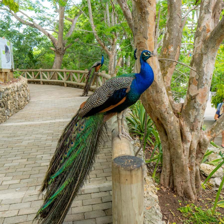Isla Barú: Beach Club Access and Tour of the National Aviary - Key Points Worth Noticing