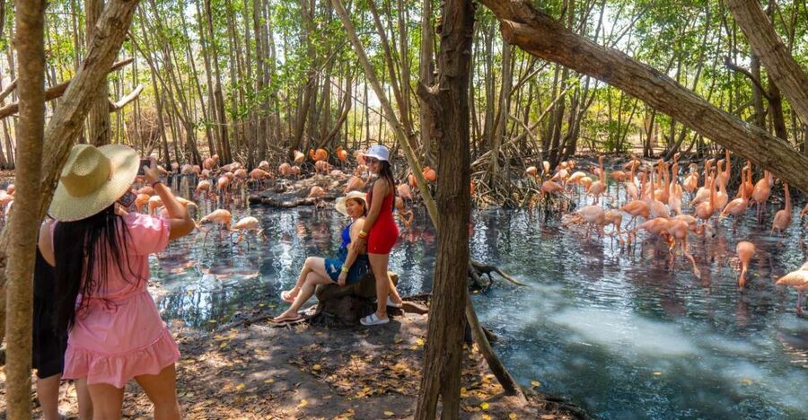 Isla Barú: Beach Club Access and Tour of the National Aviary - From Aviary to Playa Blanca: Timing, Crowd Level, and Beach Club Comfort
