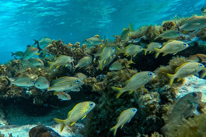 Johnny Kay and Aquarium Natural Full Day semi-private boat - San Andrés “White Water”: quick anchor swim with shallow, calm conditions