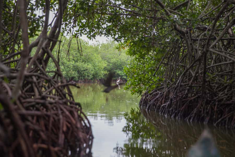 La Boquilla: 3-Hour Canoe Tour through the Mangroves - Canoe through the tunnels: wildlife spotting without rushing