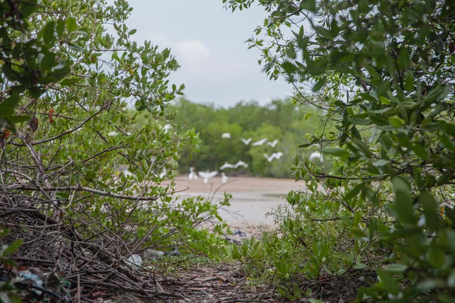 La Boquilla: 3-Hour Canoe Tour through the Mangroves - Local voices and the guides, Emanuel and Pablo at the helm