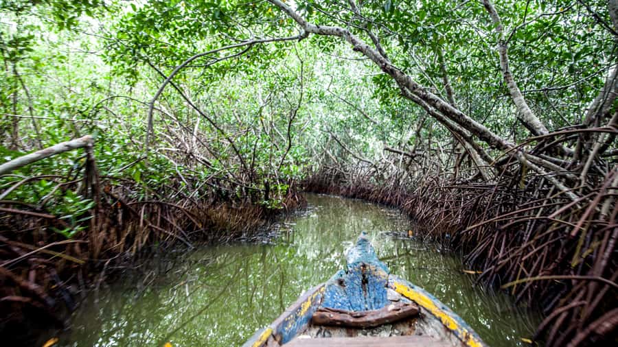 La Boquilla: 3-Hour Canoe Tour through the Mangroves - How mangroves protect the coast, and why conservation is community-led