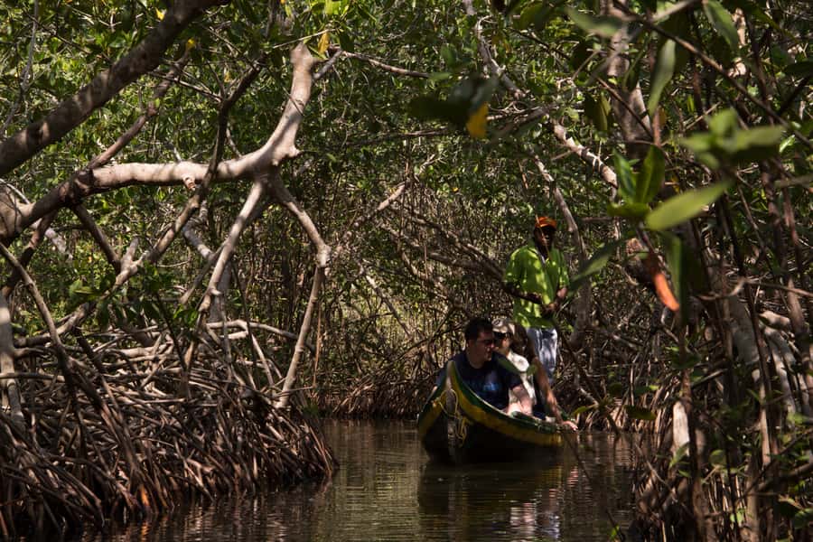 La Boquilla: 3-Hour Canoe Tour through the Mangroves - What you do in the 3-hour tour, from hotel pickup to paddle time